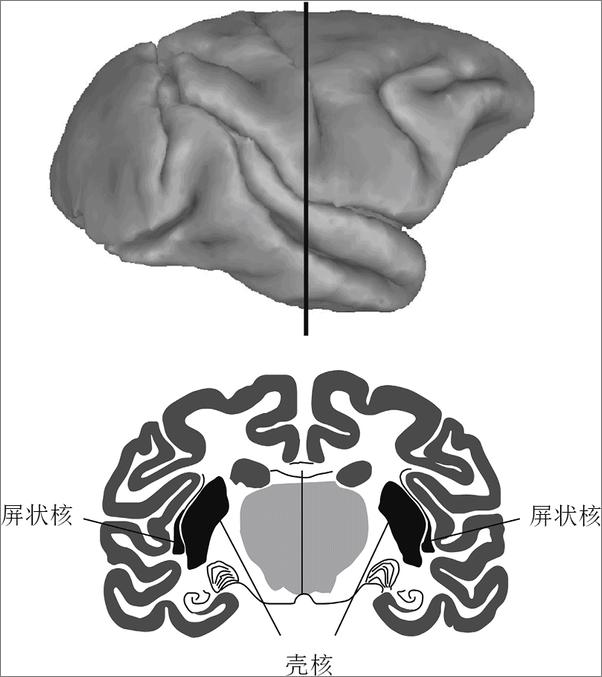 书籍《聪明还是蠢？我的大脑有话说（套装共4册）》 - 插图2