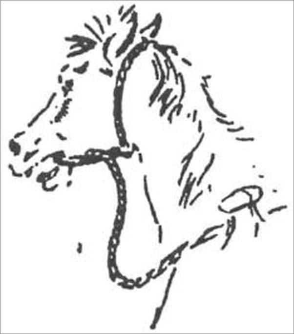 书籍《西顿动物小说全集-欧汤西顿》 - 插图2