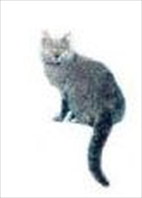 书籍《图说猫言猫语-鹿萌》 - 插图2